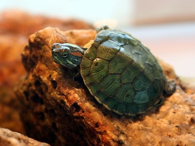 Central American slider