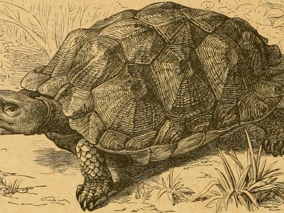 Central Asian tortoise