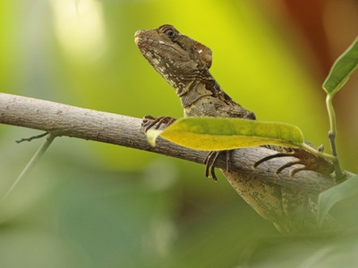 Central Vanuatu Gecko