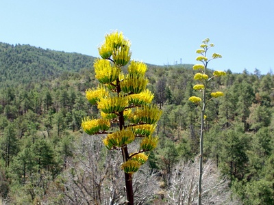 Century Plant