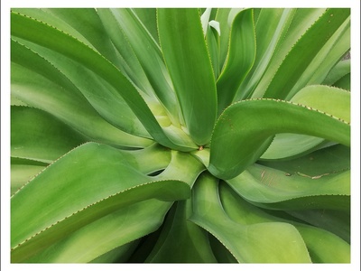 Century plant