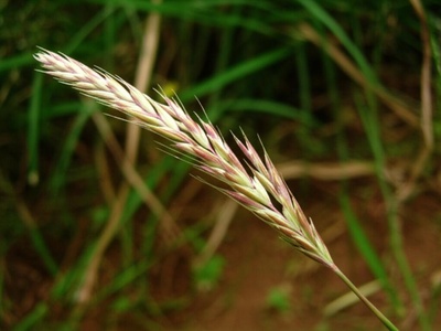 Cerrón Grande Paspalum