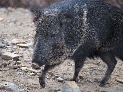 Chacoan Peccary
