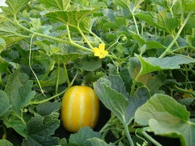 Chamoe (Korean melon)