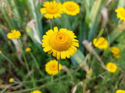 Chamomile