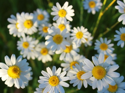 Chamomile