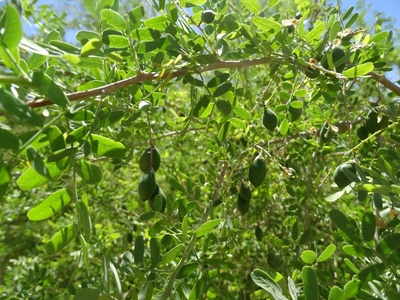 Chañar