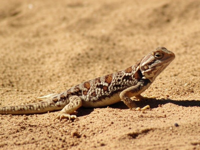 Changeable Sand Lizard
