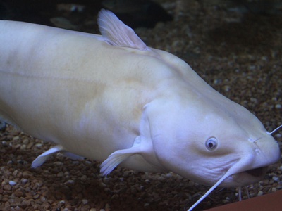 Channel Catfish