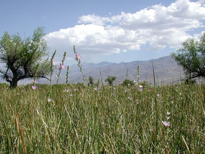 Checkerbloom