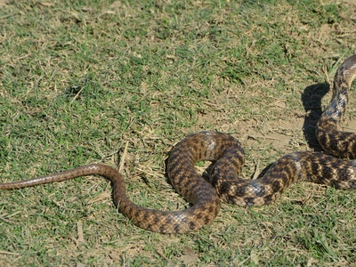 Checkered Keelback