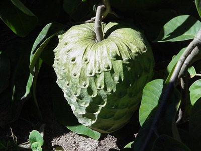 Cherimoya (Anona)