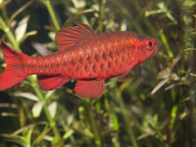 Cherry barb