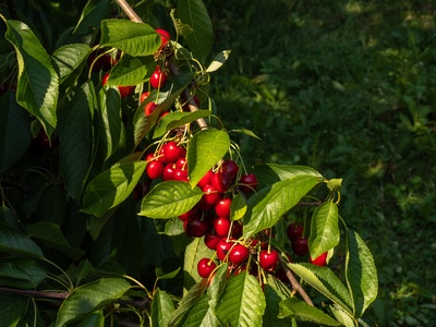 Cherry (Cereja)