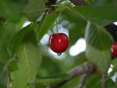 Cherry (Trešnja)