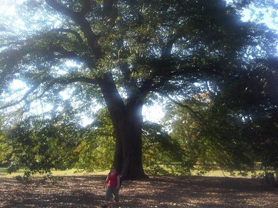 Chestnut-leaved Oak
