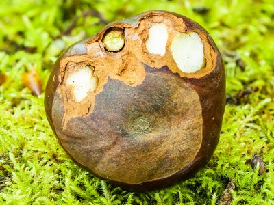 Chestnut