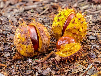 Chestnut (Castanha)