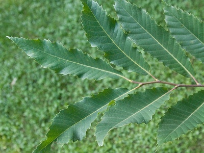 Chestnut (Kesten)