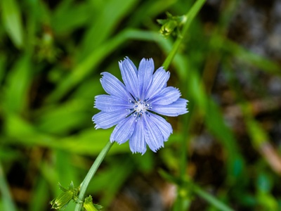 Chicory
