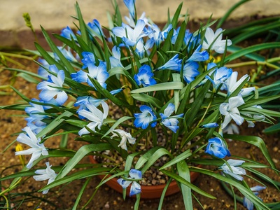 Chilean Blue Crocus