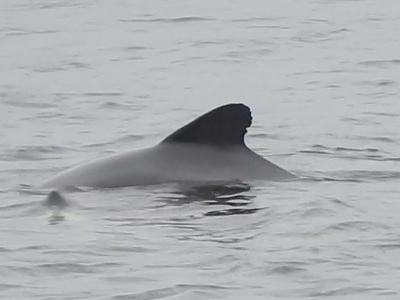 Chilean Dolphin