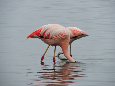 Chilean Flamingo