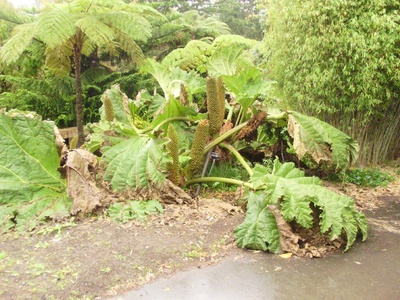 Chilean Gunnera