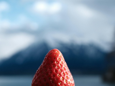 Chilean strawberry (beach strawberry)
