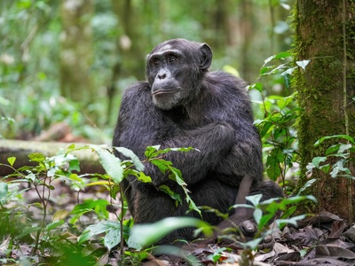 Chimpanzee