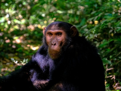 Chimpanzee