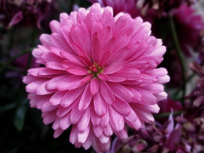 China Aster
