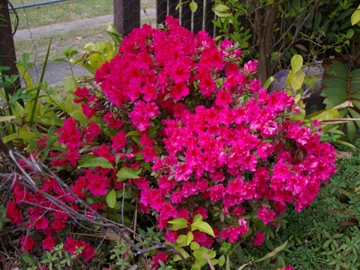 Chinese azalea