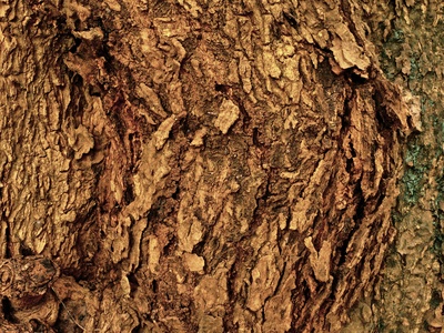 Chinese cork oak