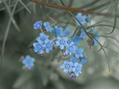 Chinese Forget-Me-Not