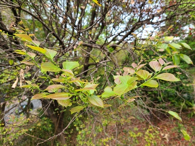 Chinese hackberry