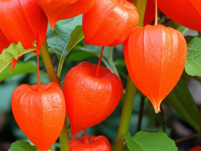 Chinese Lantern