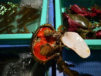 Chinese mitten crab