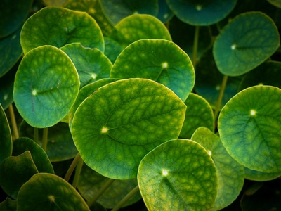Chinese Money Plant