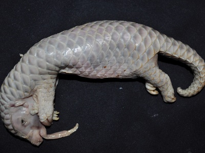 Chinese pangolin