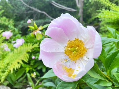 Chinese peony
