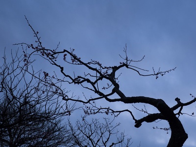 Chinese plum