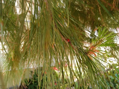 Chinese red pine