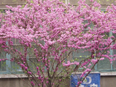 Chinese redbud