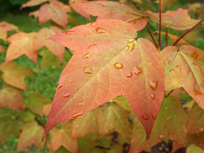 Chinese sweetgum