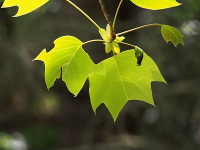 Chinese tulip tree
