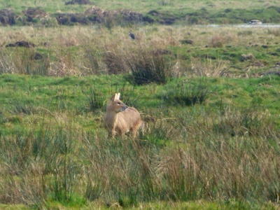 Chinese Water Deer