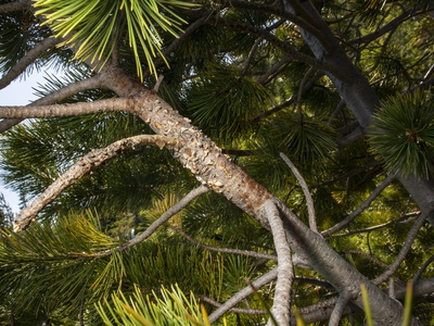 Chinese white pine