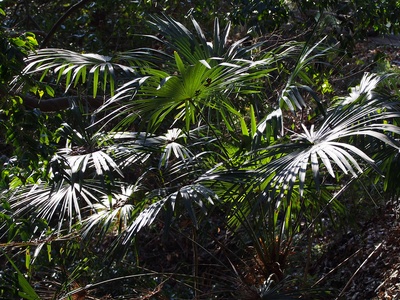 Chinese Windmill Palm