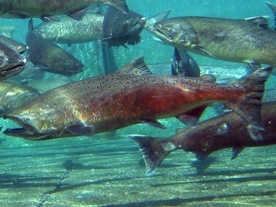 Chinook salmon